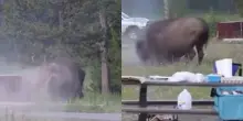 Turista si ferma per un&rsquo;ultima foto, ma il bisonte lo insegue tra gli alberi: ecco cos&rsquo;&egrave; successo al Parco Nazionale di Yellowstone