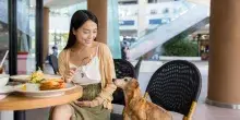 Rivoluzione a Hong Kong: i cani possono entrare nei ristoranti insieme ai loro proprietari (e la loro carne &egrave; vietata nei men&ugrave;)