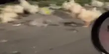 &ldquo;Che ci fanno decine e decine di galline su una strada a scorrimento veloce?&rdquo;: camion perde il carico, strage di volatili a Napoli