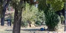 Fermato l&rsquo;aggressore di donne tra Colle Oppio e la metro Cavour a Roma: &egrave; un 30enne che viveva nel parco