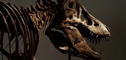 Venduto all&rsquo;asta per 44 milioni di euro lo scheletro di &ldquo;Gus&rdquo;, tra i T-Rex pi&ugrave; grandi al mondo. &Egrave; record, ma si scatenano le polemiche dei paleontologi