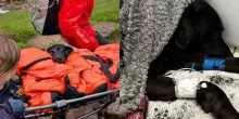 &ldquo;&Egrave; stata un&rsquo;esperienza terrificante. Sembrava ubriaca e non riusciva pi&ugrave; a camminare&rdquo;: cagnolina mangia della cannabis trovata per terra e sta male, il salvataggio a 1.300 metri di quota