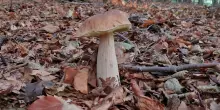 L&rsquo;arte di andare a funghi per trovare anche se stessi: lo zen di Matteo Righetto