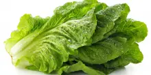 Lattuga contaminata nei fast food: individuata l&rsquo;origine dell&rsquo;epidemia di ciclosporiasi che sta travolgendo gli Usa. L&rsquo;allarme delle autorit&agrave; sanitarie: &ldquo;I ricoveri aumenteranno&rdquo;