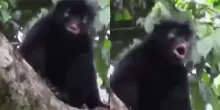 Per quasi vent&rsquo;anni &egrave; rimasta un mistero: identificata una nuova specie di scimmia nascosta nelle foreste del Congo