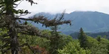 Sopravvive nove giorni nella fitta foresta di un&rsquo;isola nell&rsquo;estremo nord della Russia: 79enne trovato &ldquo;stremato&rdquo; sulla riva di un fiume