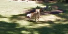 &ldquo;Su Google Maps ho visto all&rsquo;improvviso il mio cane morto anni fa: quella foto che non conoscevo me l&rsquo;ha fatto sentire ancora qui&rdquo;. La storia di Becky Turner