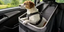 Cani in auto, come viaggiare in sicurezza. Le regole per partire senza stress