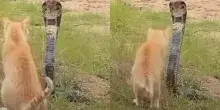 Un cobra attacca un gatto, ma il finale sorprende: il duello ripreso in video conquista il web
