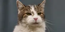 Il gatto Larry pronto ad accogliere a Downing Street il nuovo premier Andy Burnham