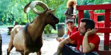 Il caprone Muschio &egrave; stato trovato morto: fatto a pezzi in mezzo a un campo. Era scomparso dal Rifugio per animali Chico Mendes di Campi Bisenzio