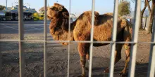 Animali sfruttati, lavoro minorile e condizioni di sicurezza carenti: l&rsquo;inchiesta nei circhi. &ldquo;Non si pu&ograve; parlare di mele marce&rdquo;