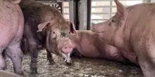 Maiali della filiera Dop italiana morti e agonizzanti nei camion con oltre 45 gradi e senz&rsquo;acqua: la video-inchiesta di Essere Animali