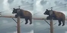 Un orso &ldquo;curioso&rdquo; si arrampica sul palo della luce ma rimane bloccato in equilibrio a pochi centimetri dai cavi dell&rsquo;alta tensione: le immagini dell&rsquo;incredibile salvataggio