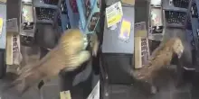 Leopardo entra in un negozio di liquori e semina il panico: aggredisce il cassiere e ferisce tre clienti, la scena choc ripresa dalle telecamere &ndash; IL VIDEO