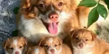Ragazzini torturano e uccidono il cane randagio Wang Wang e i suoi cuccioli in Cina: rabbia degli attivisti. Le autorit&agrave;: &ldquo;No al cyberbullismo&rdquo;