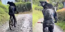 &ldquo;Ci ha seguito per tutta la discesa tra il fango e i sentieri&rdquo;: cane corre per oltre 40 chilometri accanto a dei ciclisti, poi il loro gesto gli cambia la vita