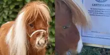 &ldquo;Quando l&rsquo;ho visto sono rimasta sconvolta&rdquo;: la storia di Pumuckel, il cavallo pi&ugrave; basso del mondo nato da un raro scherzo della natura