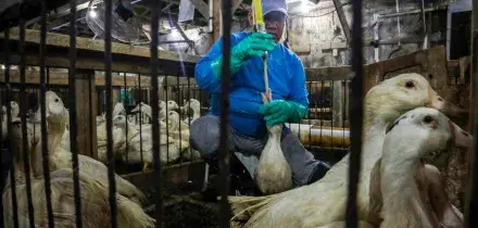 Il Brasile vieta la produzione e la vendita di foie gras: &egrave; il secondo Paese al mondo