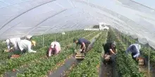 Bracciante muore a Pachino in una serra, la Flai Cgil: &ldquo;Estendere le tutele anti-caldo a chi lavora in quelle strutture&rdquo;