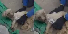 Ritrovato vivo dopo 29 giorni sepolto sotto le macerie del terremoto in Venezuela: l&rsquo;incredibile salvataggio del cane Beyli, il video &egrave; virale
