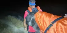 &ldquo;Aiuto, il nostro cane &egrave; troppo stanco e non ce la fa pi&ugrave; a camminare&rdquo;: il Soccorso Alpino lo porta in salvo in barella