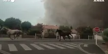 Francia, una mandria di cavalli mentre fugge dalle fiamme. Nello Stato sono attivi pi&ugrave; di 26 incendi