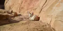 &ldquo;Pesano al massimo un chilo e sopravvivono a temperature estreme&rdquo;: cinque cuccioli di fennec nati al Bioparco di Roma, si tratta dei canidi pi&ugrave; piccoli del mondo