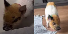 &Egrave; cresciuto circondato da due cani e un giorno succede l&rsquo;impensabile: il maialino Pedro inizia ad abbaiare, il video fa il giro del web