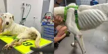 Parte per le ferie e lascia il cane solo in casa: il meticcio trovato agonizzante nell&rsquo;appartamento senza acqua n&eacute; cibo viene salvato in extremis