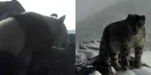 Il panda delle alte quote incontra il leopardo delle nevi: la rara immagine catturata in Cina a 4.120 metri che apre nuovi scenari