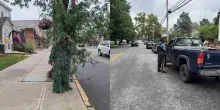 Si mimetizza da cespuglio con foglie e binocolo per stanare gli automobilisti al telefono: l&rsquo;insolita operazione della polizia frutta 74 multe in appena sei ore