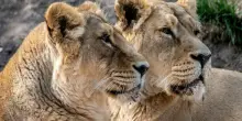 Allo zoo di Tokyo tre leonesse sono morte per il caldo. La portavoce del parco: &ldquo;Non era mai successo, nessuno degli esemplari si era mai ammalato in questo modo&rdquo;