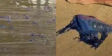 Le caravelle portoghesi invadono e bloccano alcune spiagge della Spagna: sembrano meduse, ma sono ancora pi&ugrave; insidiose. Ecco cosa sono