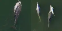 Delfino mamma porta il suo cucciolo morto sul dorso per sei giorni: il video commuove e divide gli esperti