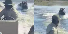 Ippopotamo insegue una barca di turisti in Botswana: &ldquo;Tenetevi forte, dobbiamo accelerare prima che decida di attaccarci&rdquo;. La fuga ripresa in un video