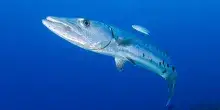 Morsa da un barracuda in vacanza, operata per cinque ore. La madre: &ldquo;&Egrave; uscita dall&rsquo;acqua urlando, c&rsquo;era sangue ovunque. Ma non ha perso l&rsquo;amore per il mare&rdquo;