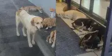 Un gruppo di cani randagi si ripara dal caldo davanti al supermercato: il video conquista il web