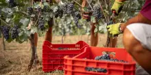Non solo vendemmia anticipata, il caldo estremo influenza anche rese, tecniche di lavoro e qualit&agrave; dell&rsquo;uva: &ldquo;Difficile con cambiamenti cos&igrave; drastici&rdquo;
