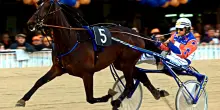 Addio a Varenne, il proprietario: &ldquo;Una leggenda, l&rsquo;affetto di tanti italiani &egrave; commovente&rdquo;. Il ricordo di Ughi: &ldquo;Era un cavallo pigro, ma era il cervello ad essere superiore&rdquo;