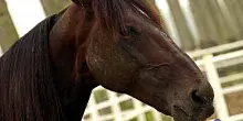 &Egrave; morto Varenne, il leggendario cavallo che ha fatto la storia del trotto: aveva 31 anni