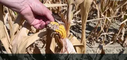 &ldquo;Nei campi il raccolto &egrave; a zero. La Regione ci aiuti&rdquo;: l&rsquo;allarme degli agricoltori di Alessandria