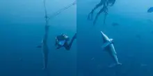&ldquo;Vedere un animale lottare cos&igrave; &egrave; stato straziante, uno dei momenti pi&ugrave; stressanti e traumatizzanti della mia vita&rdquo;: due squali restano intrappolati in una corda, sub si immergono e li liberano. Il video &egrave; virale