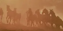 Un branco di cavalli aggredisce un cane: famiglia salvata dai vigili del fuoco sul Monte Generoso
