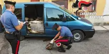 Pescano quasi una tonnellata di pesce siluro nel Po usando uno storditore elettrico: in sei denunciati per bracconaggio