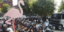 Gli squali in Italia e Francia, gli scarafaggi in India, i fenicotteri in Albania e le rane anti-Trump: cos&igrave; gli animali diventano simbolo delle proteste