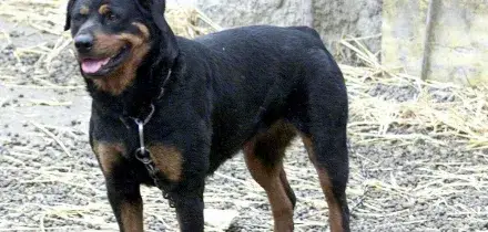Azzannato da due rottweiler mentre raccoglie frutta nelle campagne del Salento: morto 72enne