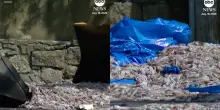 &ldquo;Un odore nauseabondo, &egrave; lo Squidpocalypse&rdquo;: venti tonnellate di calamari riversate in strada dopo il ribaltamento di un camion