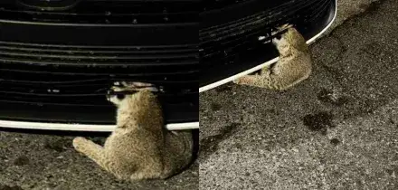 Scambiata per un gatto ferito, ma era una lince incastrata in un&rsquo;auto: la operano per quattro ore e mezza e le salvano la vita