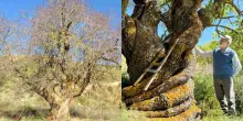 &ldquo;Ha 500 anni ed &egrave; il pi&ugrave; grande mandorlo vivente finora documentato&rdquo;: scoperto un albero da record con una vecchia scala incastonata nel tronco sui Monti Sicani